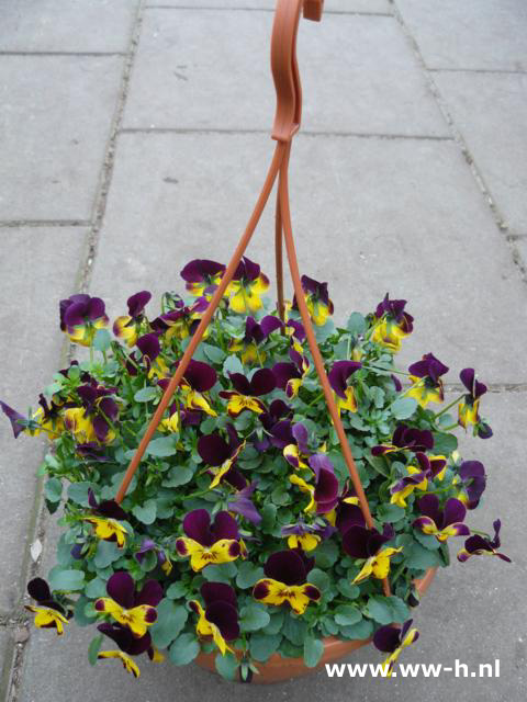 Viola cornuta hanger Hoornviooltje 4,99 Viola cornuta hanger Hoornviooltje 4,99